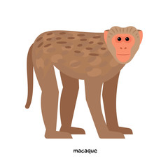 Macaque - one of the most common monkeys on the planet