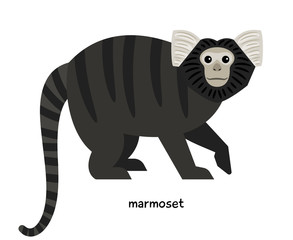 Marmoset - monkey, characterized at agility and mobility.