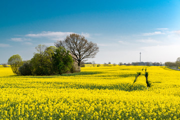 Rapsfeld mit Treckerspur und blauem Himmel