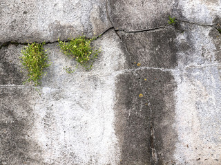 a grass struggles to grow on a concrete wall