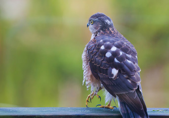  sparrowhawk accipiter nidus.