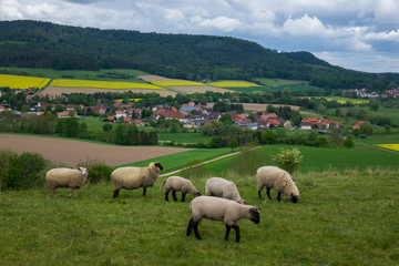 Fototapeta premium Grazing sheeps in a pasture, Germany