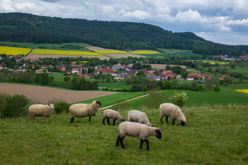 Grazing sheeps in a pasture, Germany