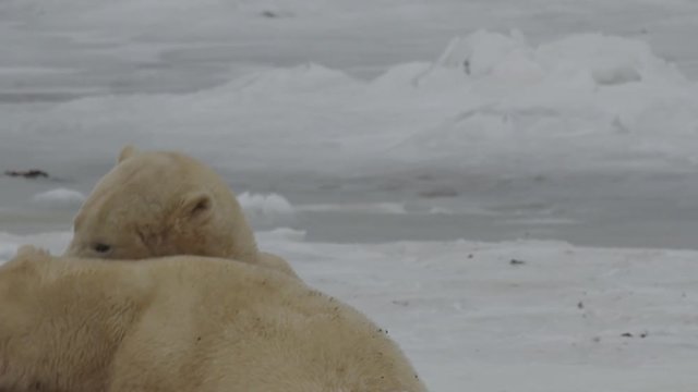 Slow motion - two polar bears fight and wrestle and bite on sea ice