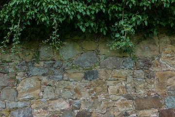 The old ruined stone wall and green ivy