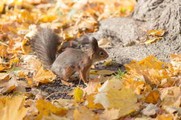 Squirrel on the autumn foliage