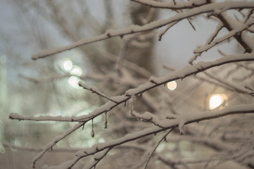 A branch in the snow at night with blurred background