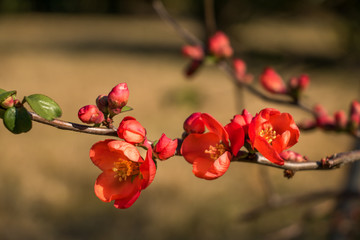 バラ科の花