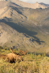 Alaska-yukon Bull Moose
