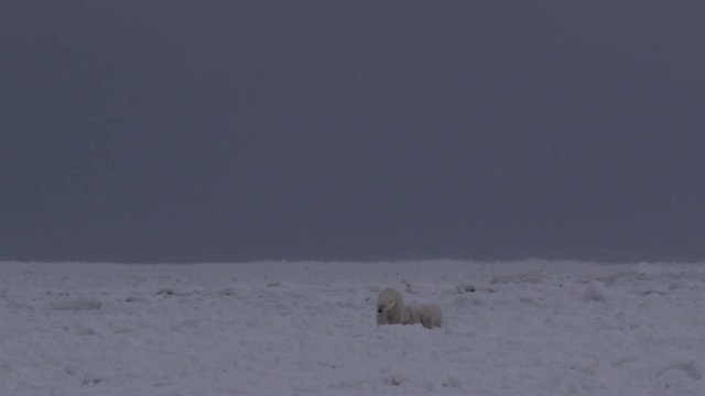 Mother polar bear and cubs walk along wave born ice