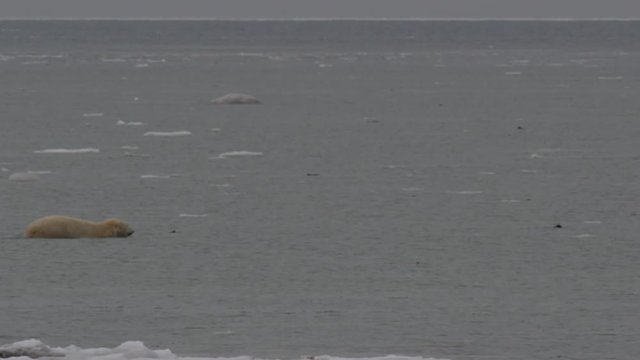 Polar bear wades through arctic icy sea on cloudy day