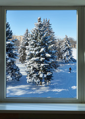 Pine trees in the snow outside the window