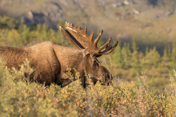 Alaska-yukon Bull Moose