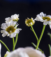 Fototapeta premium Daisies over black background
