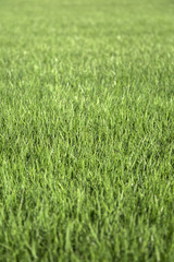 Close up view at green grass