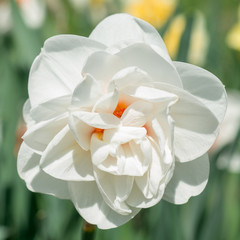 Obraz na płótnie Canvas Flowers white daffodils 