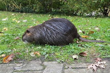 Otter is looking for a food on grass with green background