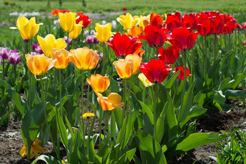 Blooming tulips in spring