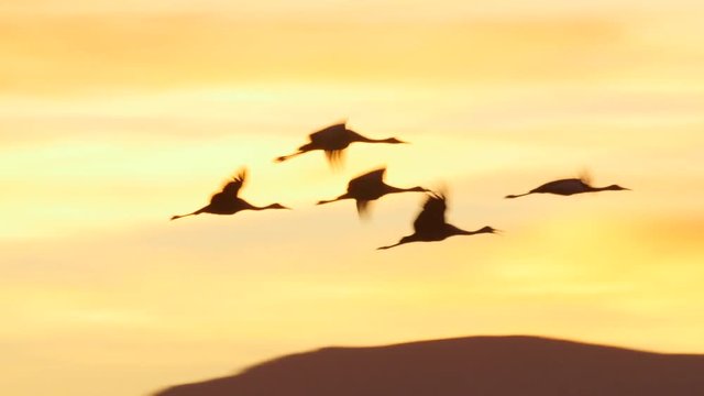 Cranes Flying Over Desert Mountains after Sunset