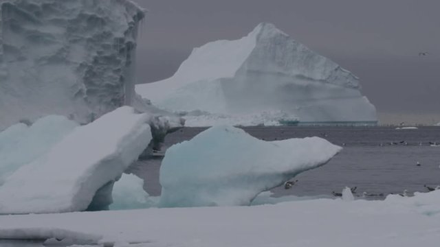 Slow motion kittiwakes and guillemots swimming behind sea ice