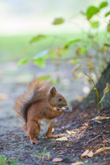 squirrel eating a nut
