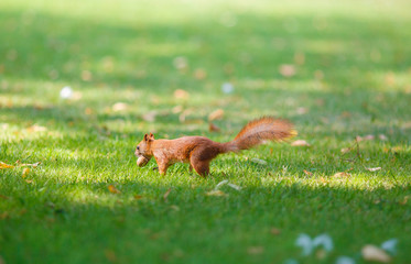 squirrel protects your nut