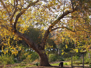 Descanso Gardens