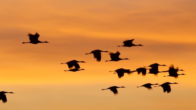 Cranes Fly Past Mountains and Tree in Silhouette