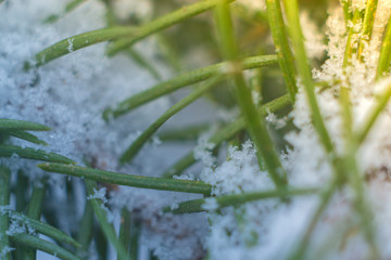Macro Christmas tree branch in snow with blurred background