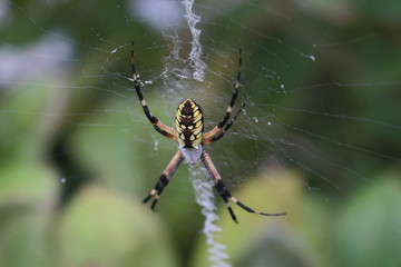 Spider on Web