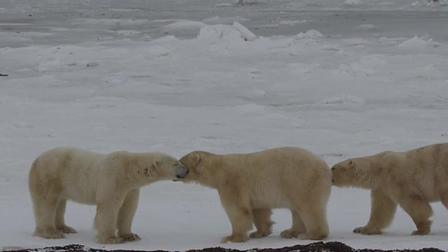 Slow motion - Three male polar bears face off on sea ice in arctic