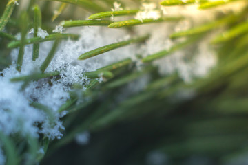 Macro Christmas tree branch in snow with blurred background