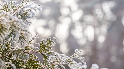 Blurred background decorated with branches of a coniferous tree (Thuja) covered with shiny hoarfrost