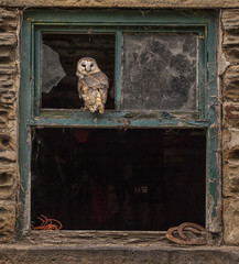 Barn Oewl