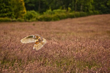 Barn Owl in Flight