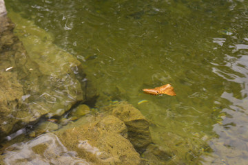 Hojas secas flotando en el río.