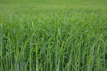 Beautiful young green barley field, cultivation, agriculture, crop, landscape, wallpapers 