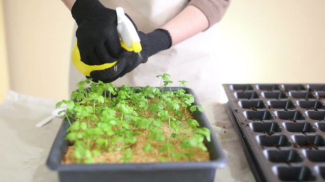 Gardener waters celeriac seedlings before transplanting into individual pots. Spraying young root celery plants with water from small pressure spray pump. Potting up plants