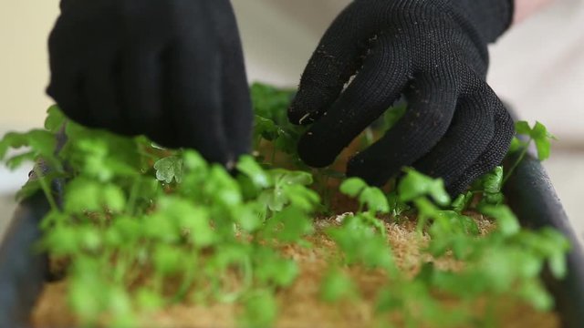 Gardener going to transplant celeriac seedlings into individual pots. Caring for plants, separating plant leaves after watering. Potting up, repotting celery. Organic farming and gardening