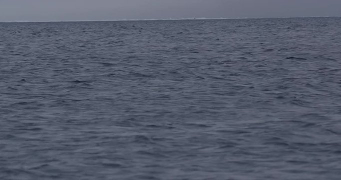 Dark narwhal swims through arctic oceans with splashes