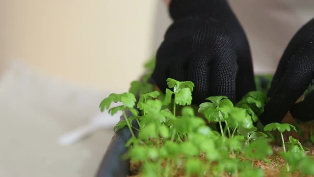 Gardener going to transplant celeriac seedlings into individual pots. Caring for plants, separating plant leaves after watering. Potting up, repotting celery. Organic farming and gardening