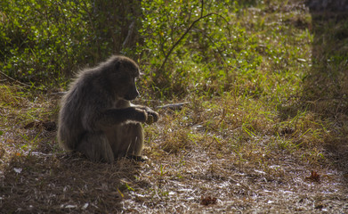 Baboon sitting in the shade eating as the sun shines through the trees, Cape Point, South Africa