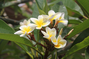 Obraz premium Bushes with frangipani flowers in a summer park 