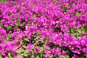 Nice park bougainvillea flowers closeup

