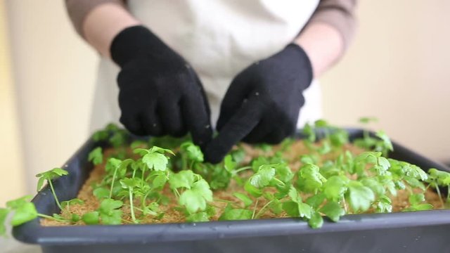 Gardener going to transplant celeriac seedlings into individual pots. Caring for plants, separating plant leaves after watering. Potting up, repotting celery. Organic farming and gardening
