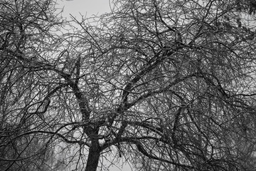 fantastic wood texture. Background of the branches of a bare tree. Gloomy mood pictures. 