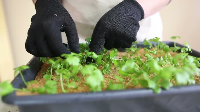 Gardener going to transplant celeriac seedlings into individual pots. Caring for plants, separating plant leaves after watering. Potting up, repotting celery. Organic farming and gardening