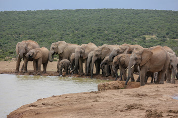 Obraz premium waterhole elephants