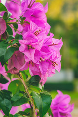 Fragrant pink Bougainvillea spectabilis flower with blurred evening background. Botanical photography.