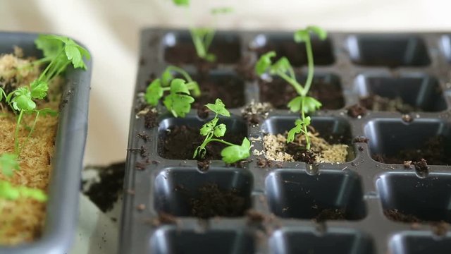 Gardener transplanting celeriac seedlings into individual pots. Woman carefully puts plants into new garden container, adding soil mix. Potting up, repotting celery. Organic farming and gardening